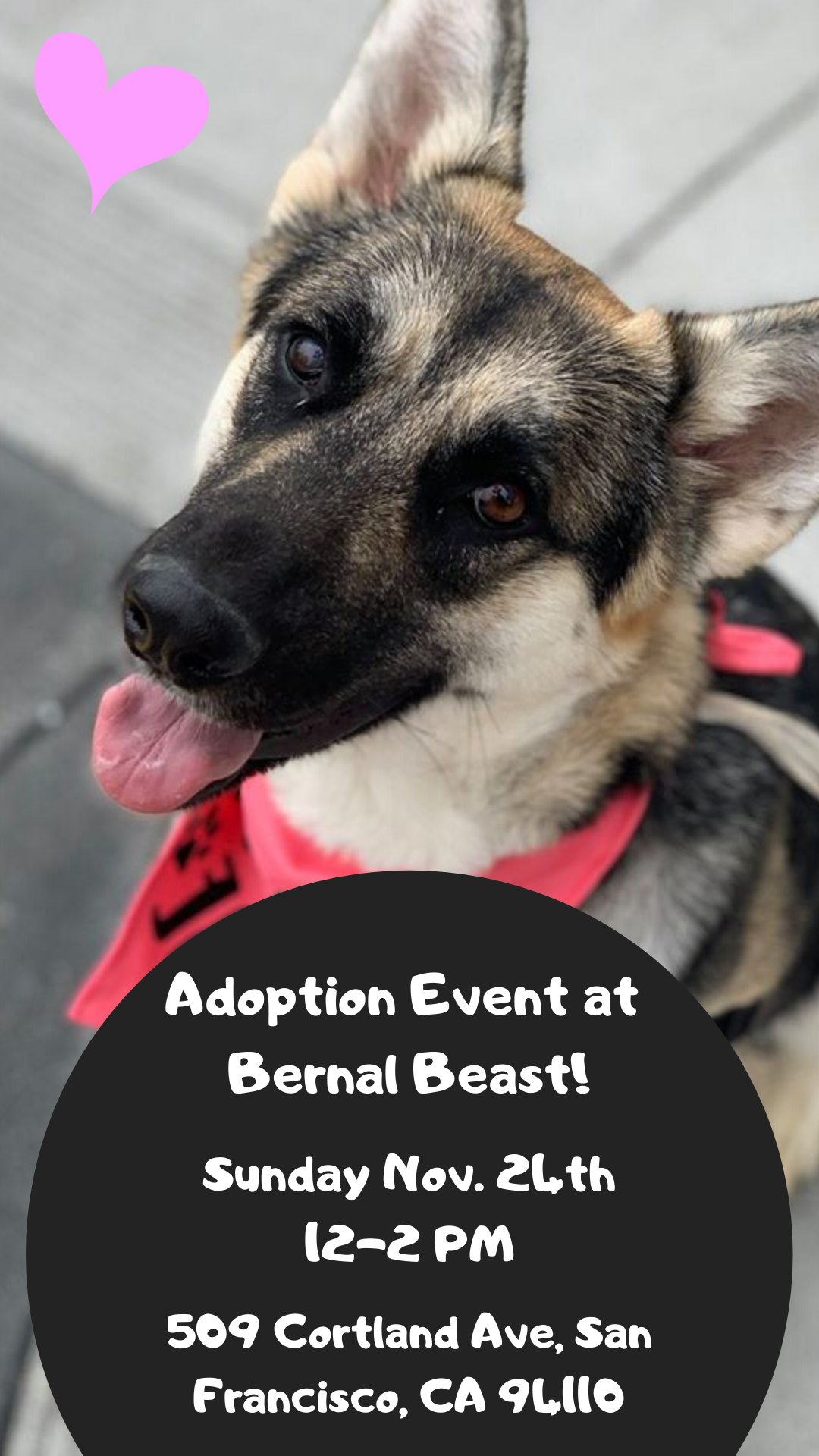 Bernal Beast Adoption Event Family Dog Rescue San Francisco Ca Dog Human Family